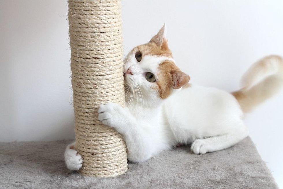 Red and white cat and scratching post.