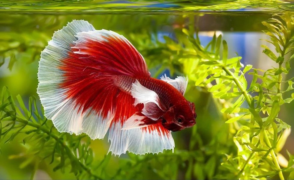 Red and white colored Betta fish swimming in an aquarium.