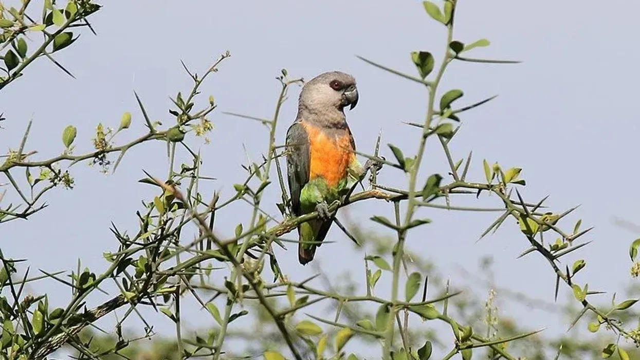 Red-bellied parrot facts about the parrot species with a bright orange or red belly in males and green belly in females.
