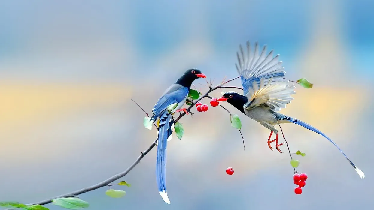 Red-billed blue Magpie facts about a bird from the crow family which occurs in a broad range of habitats.