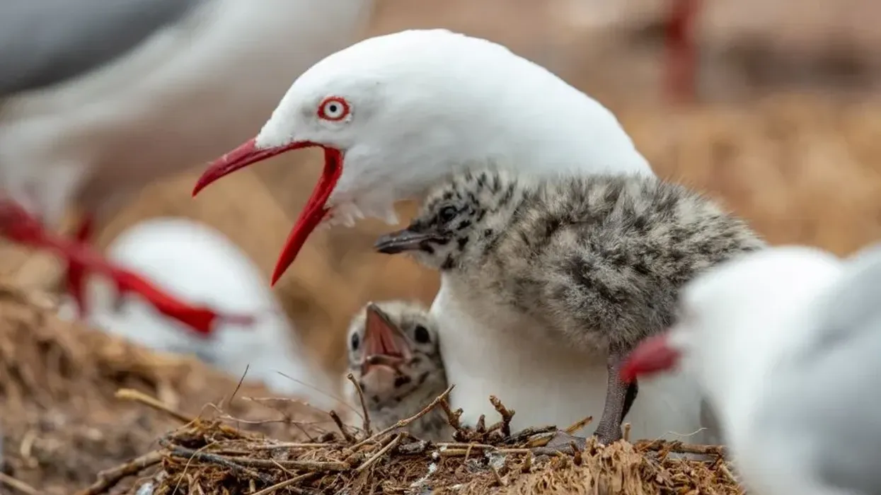 Red-billed gull facts are great for kids.