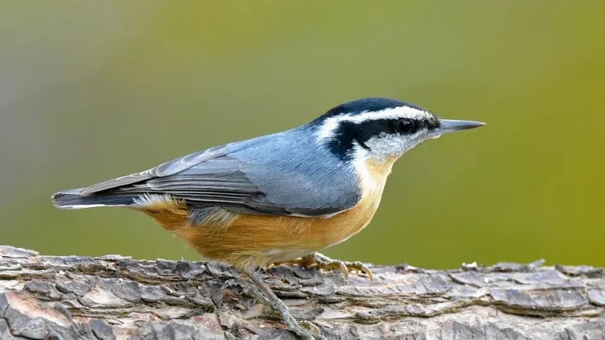 Red-Breasted Nuthatch facts, an interesting bird guide.