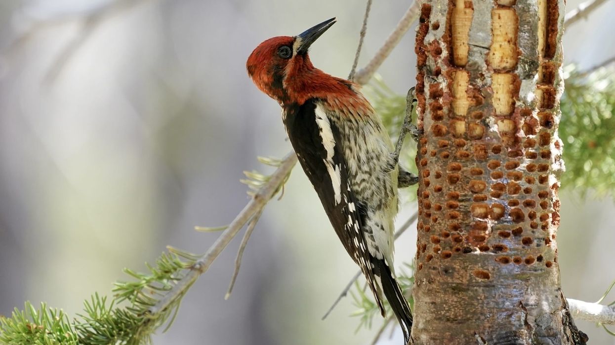 Red-breasted sapsucker facts about the medium-sized woodpecker birds.