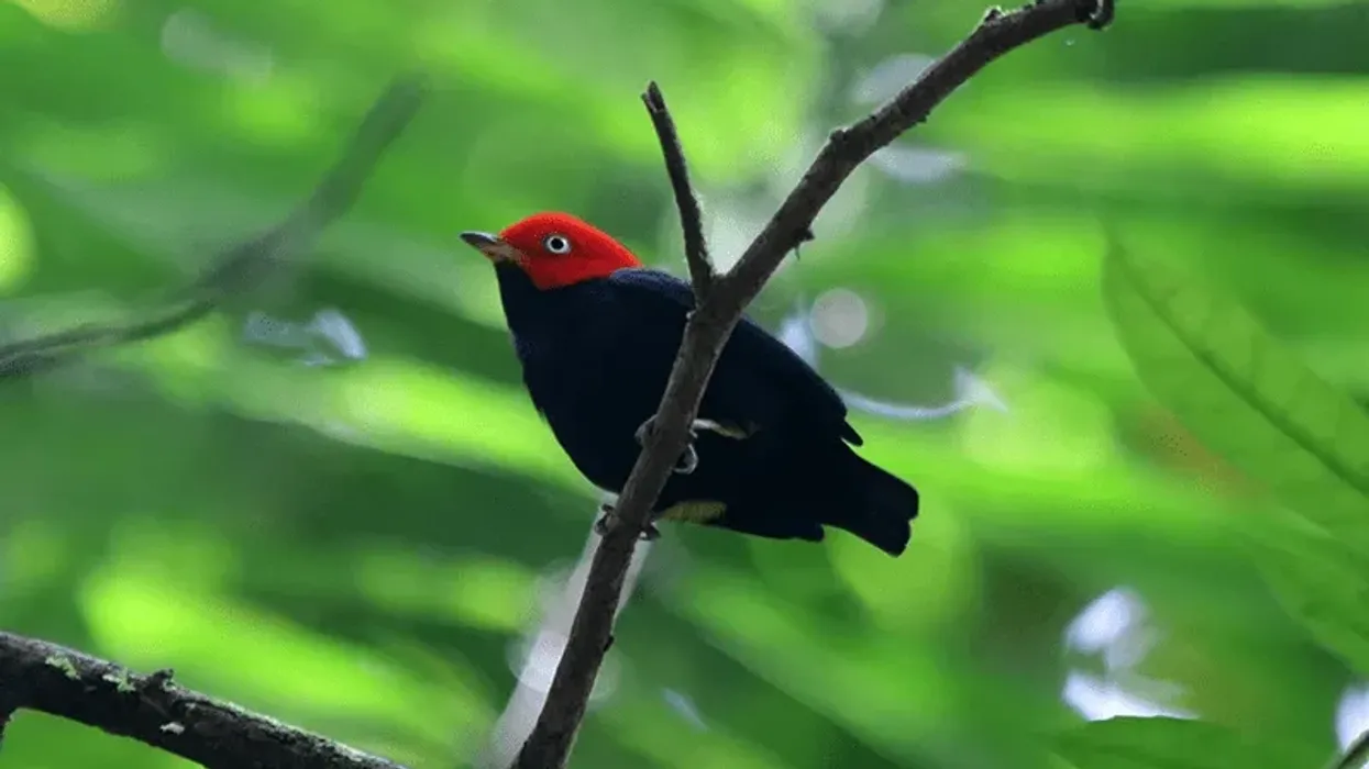 Red-capped manakin facts about their courtship are interesting.