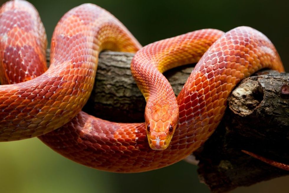 Red corn snake on branch
