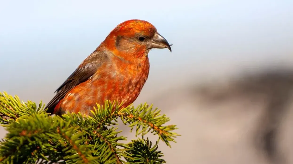 Red crossbill facts are intriguing to know.
