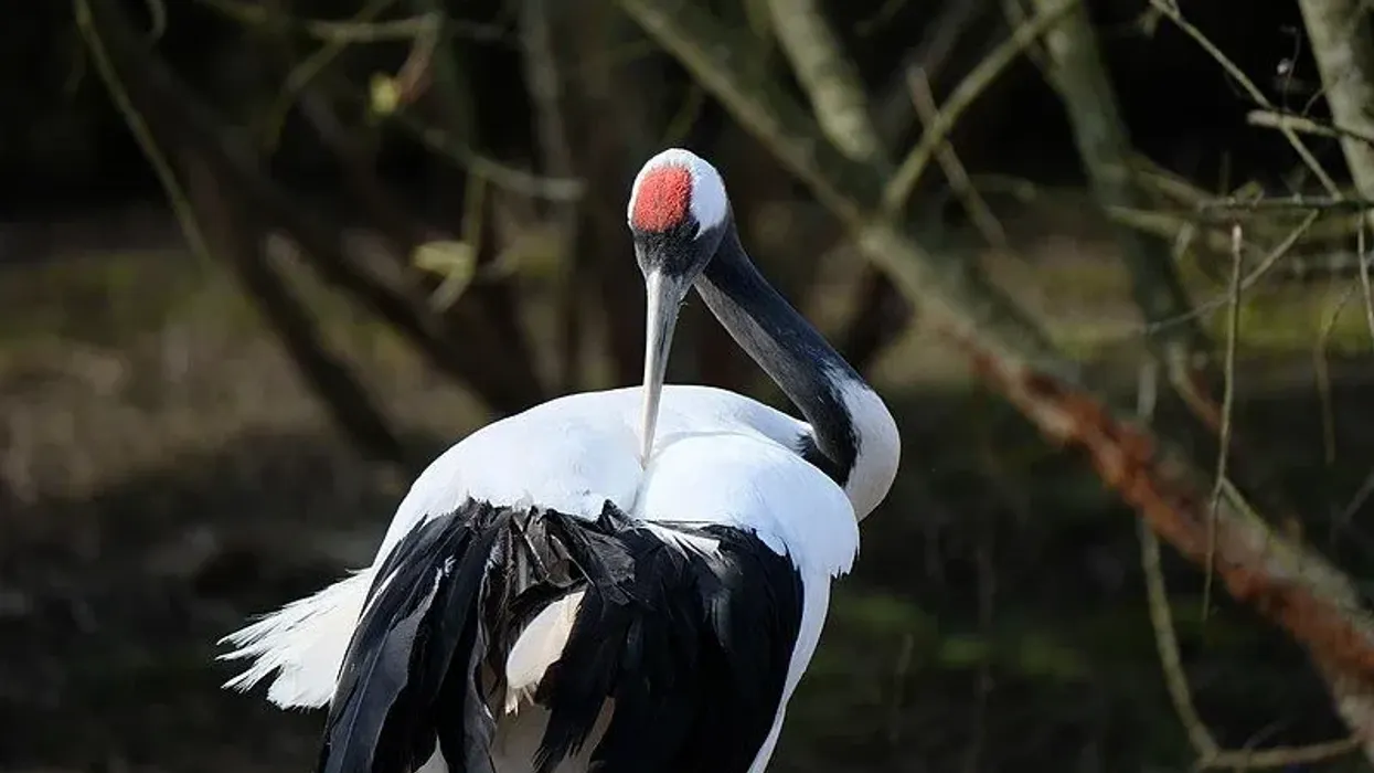 Red-crowned crane facts are fun to read.