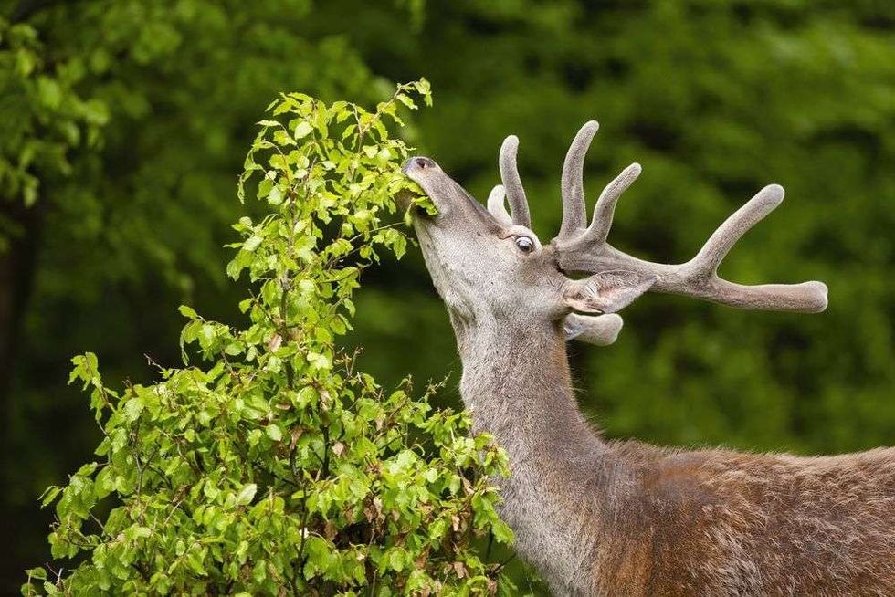 Red deer with antlers in velvet stretching neck and grazing in forest