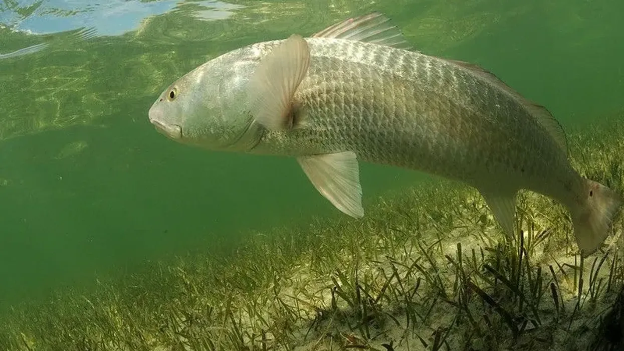 Red drum facts about the fish that sometimes becomes a host for different parasites such as myxozoan.