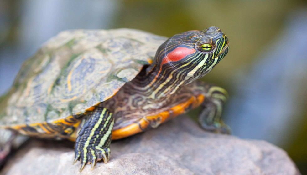 Red Eared Terrapin in nature.