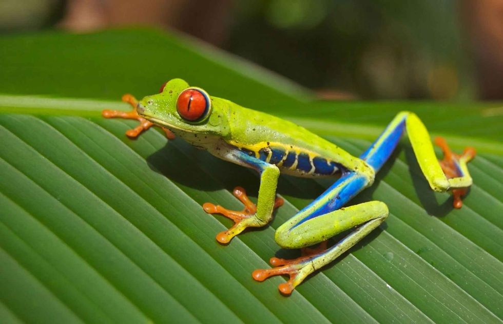 Red-Eyed Amazon Tree Frog on Large Palm Leaf.