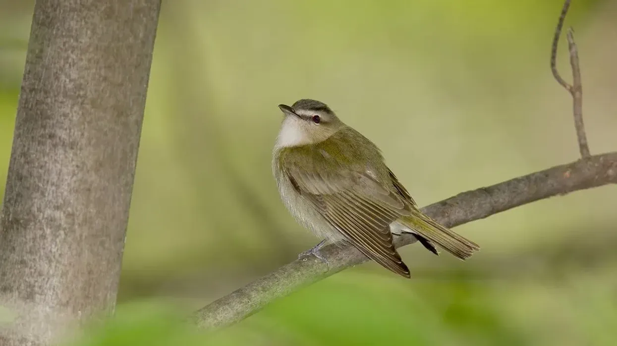 Red-eyed vireo facts on the red-eyed birds of North America.