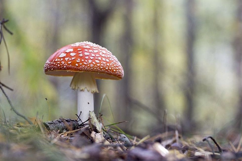 Red fly agaric mushroom or toadstool in the grass.