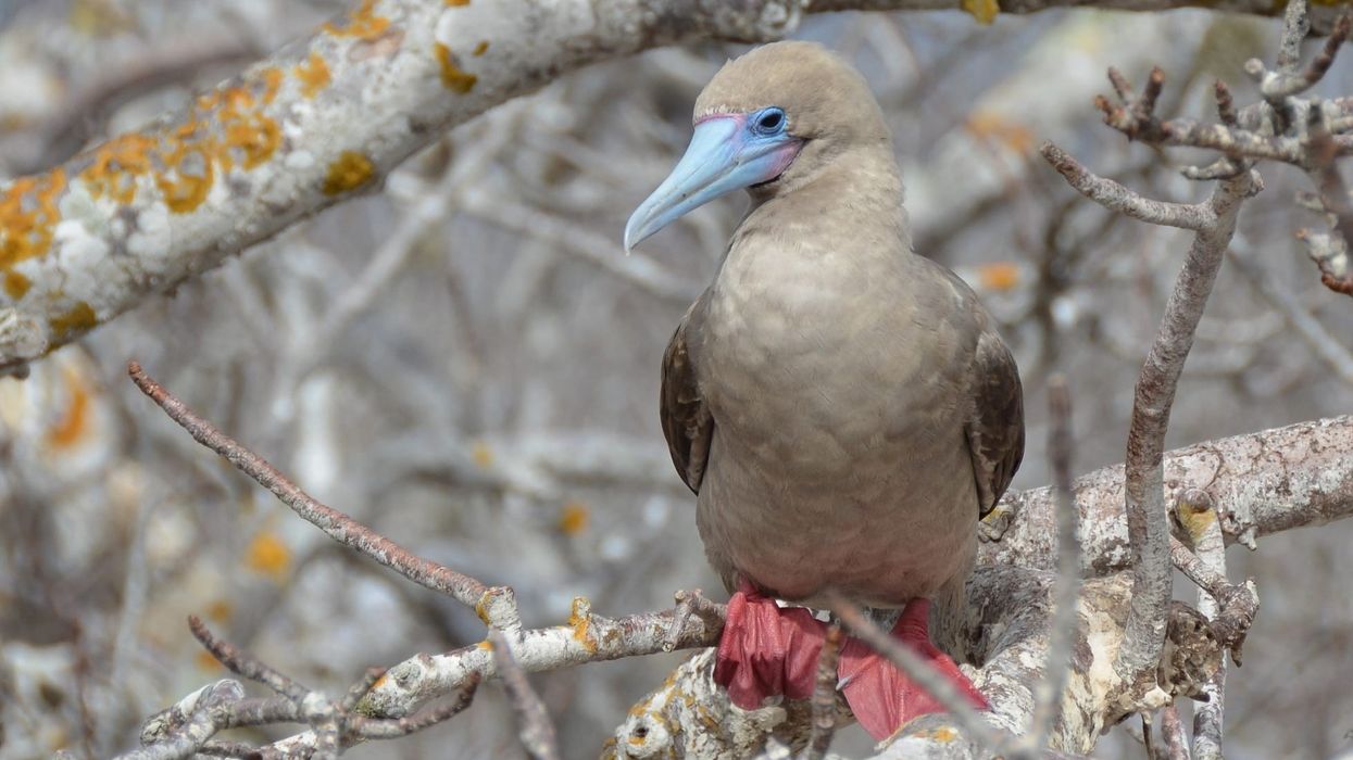 Red-footed booby facts about a unique species of large seabirds.