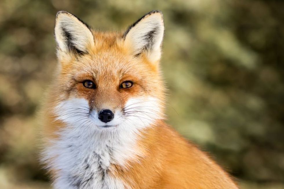 Red Fox looking at the camera