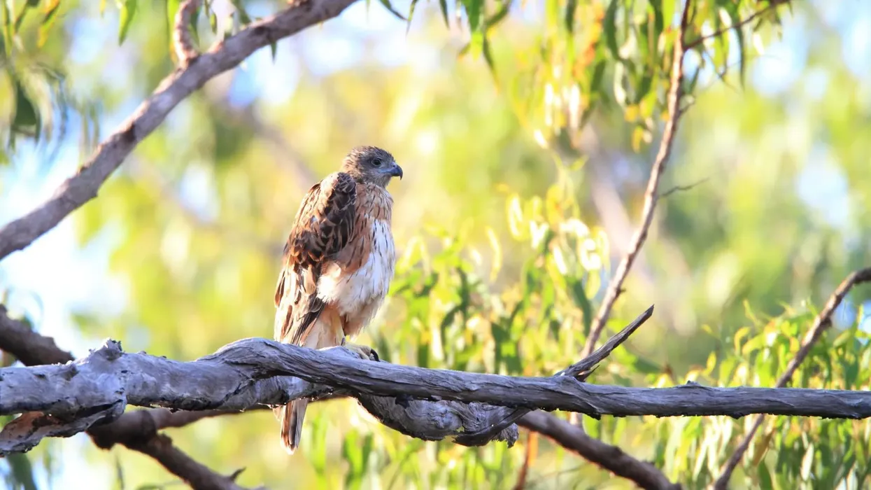 Red goshawk facts talk about this vulnerable species from Australia in detail.