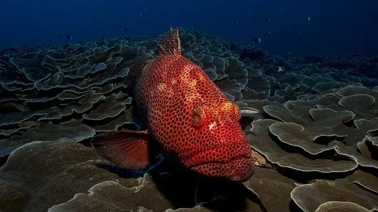 Red grouper facts are enjoyed by kids.