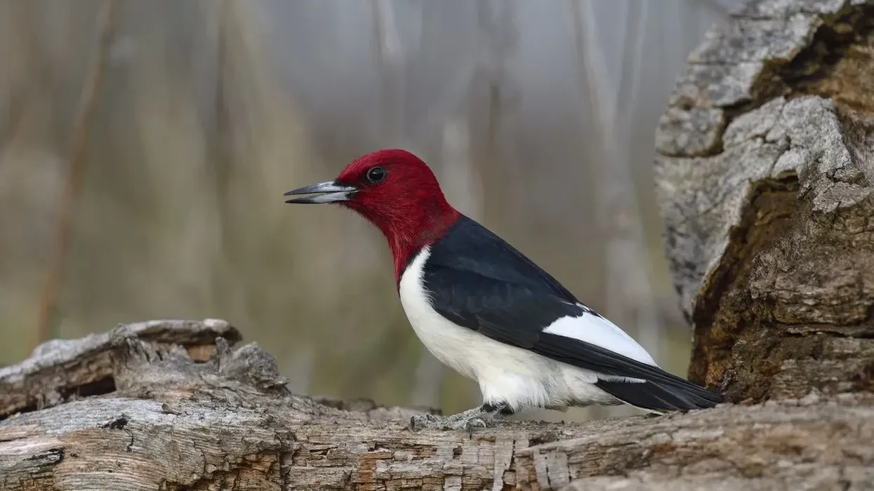 Red-Headed Woodpecker facts are highly educational.