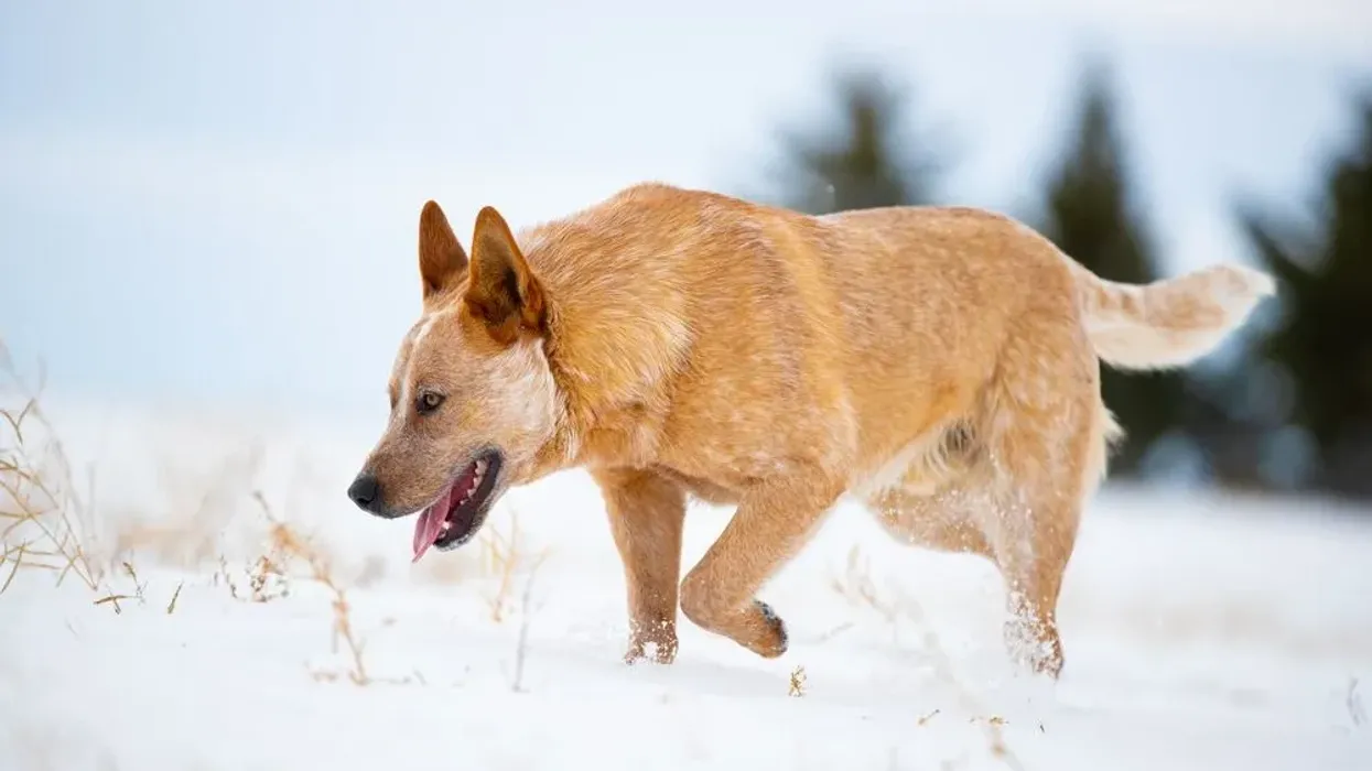 Red Heeler facts about Australian herding dogs known as Queensland Heelers.