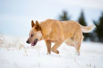 Red Heeler facts about Australian herding dogs known as Queensland Heelers.