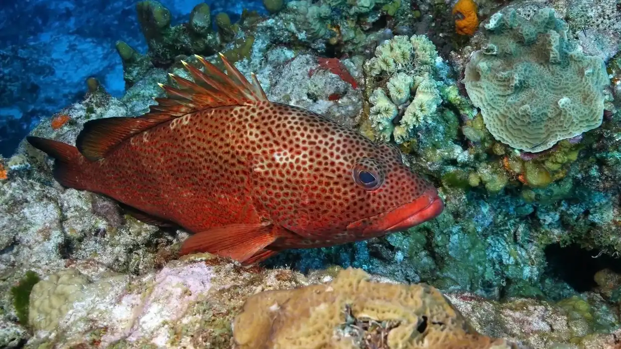 Red hind facts are great for kids.