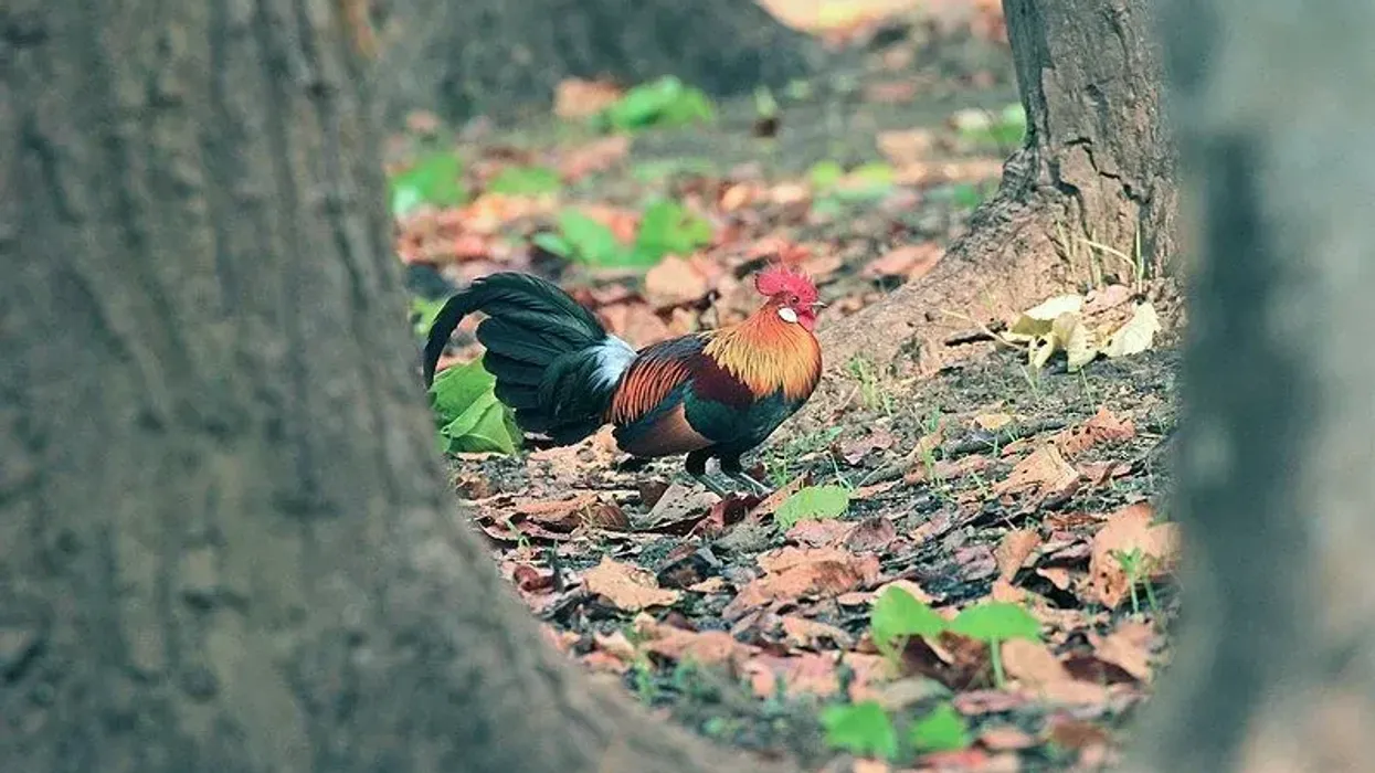 Red junglefowl facts will educate you about this wild ancestor of the chicken.