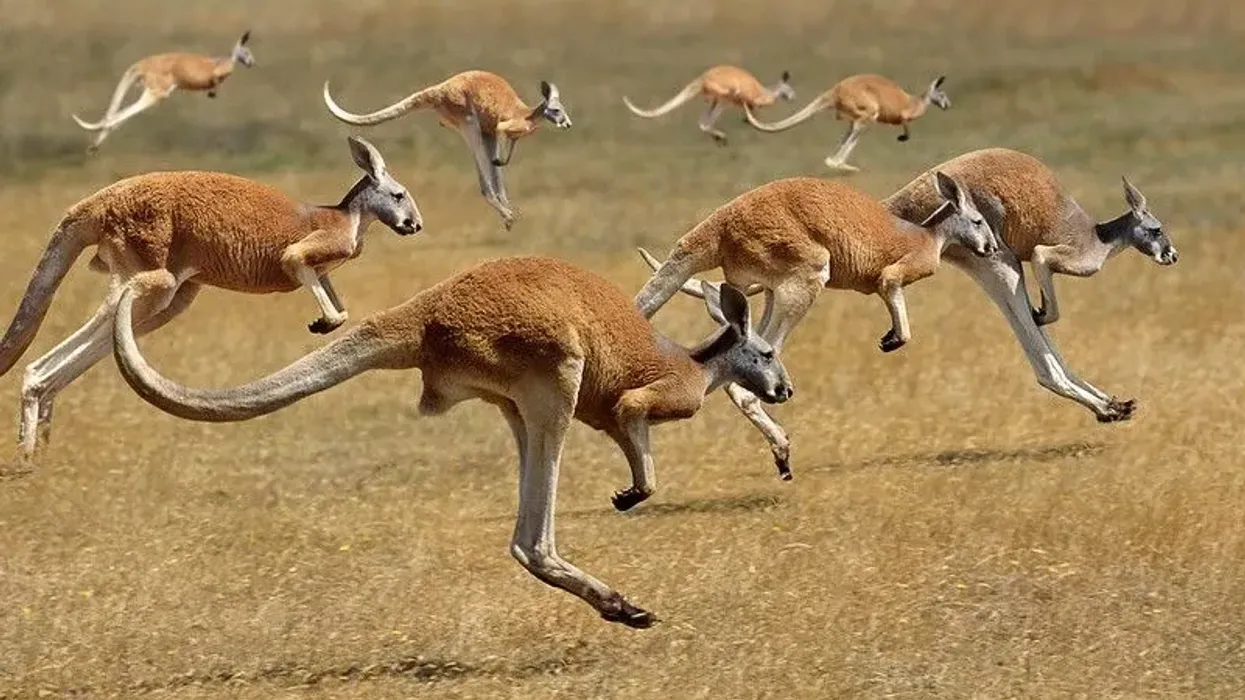 Red kangaroo facts for kids are interesting!
