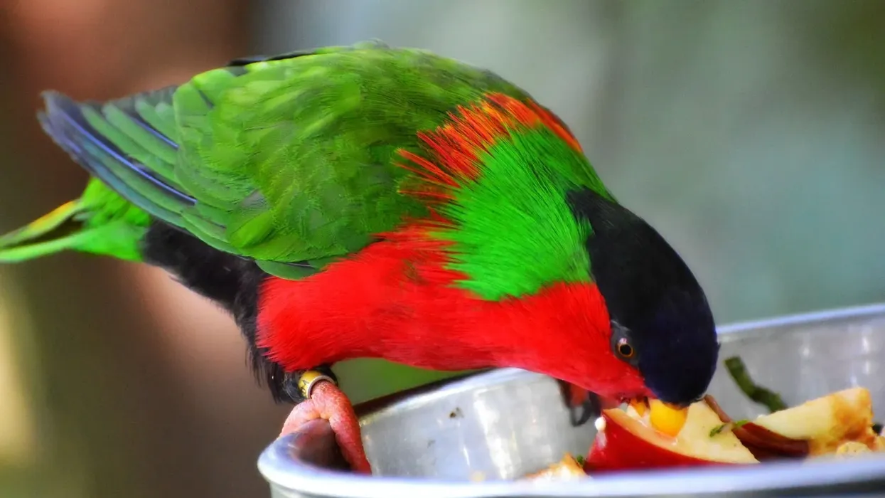 Red lory bird facts are about a bird with red, blue, and orange plumage.