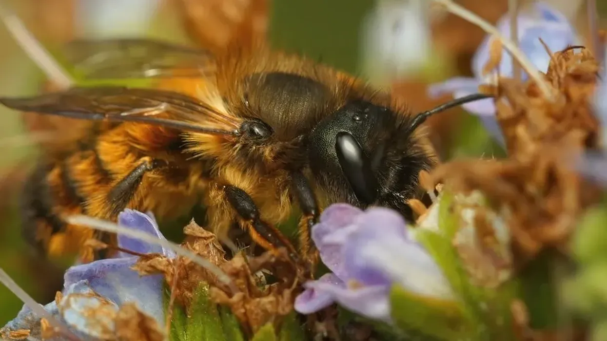 Red mason bee facts are extremely captivating for everyone to read.
