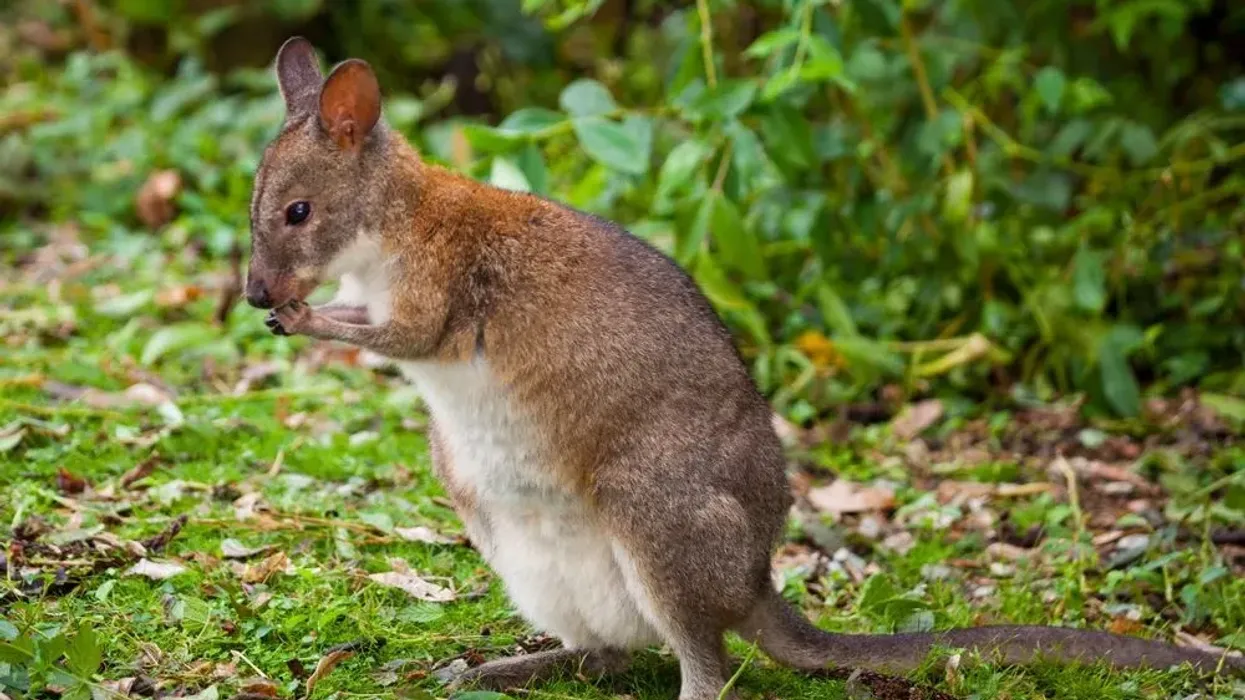 Red-necked pademelon facts are super fun and interesting to read about.