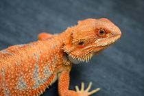 Red orange bearded dragon.