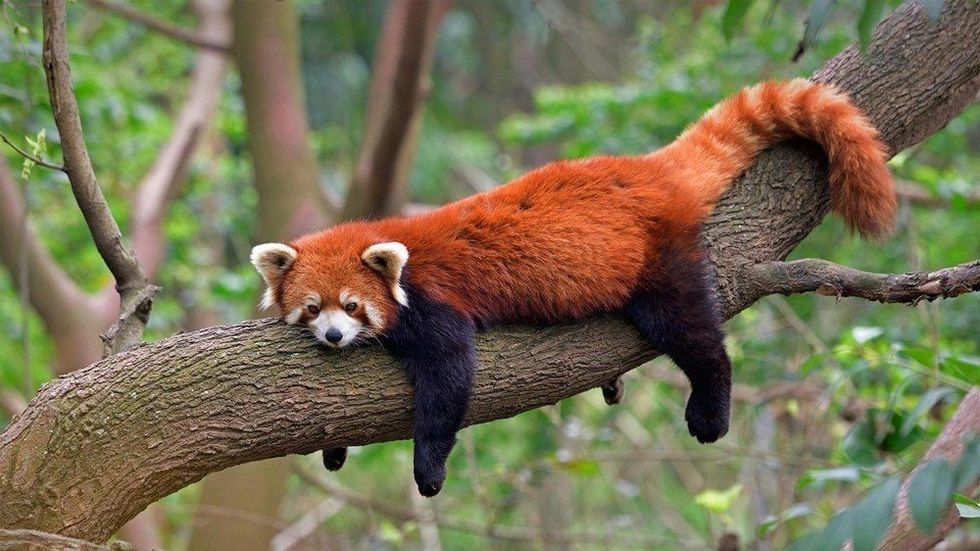 Red panda at the Chengdu Panda Base