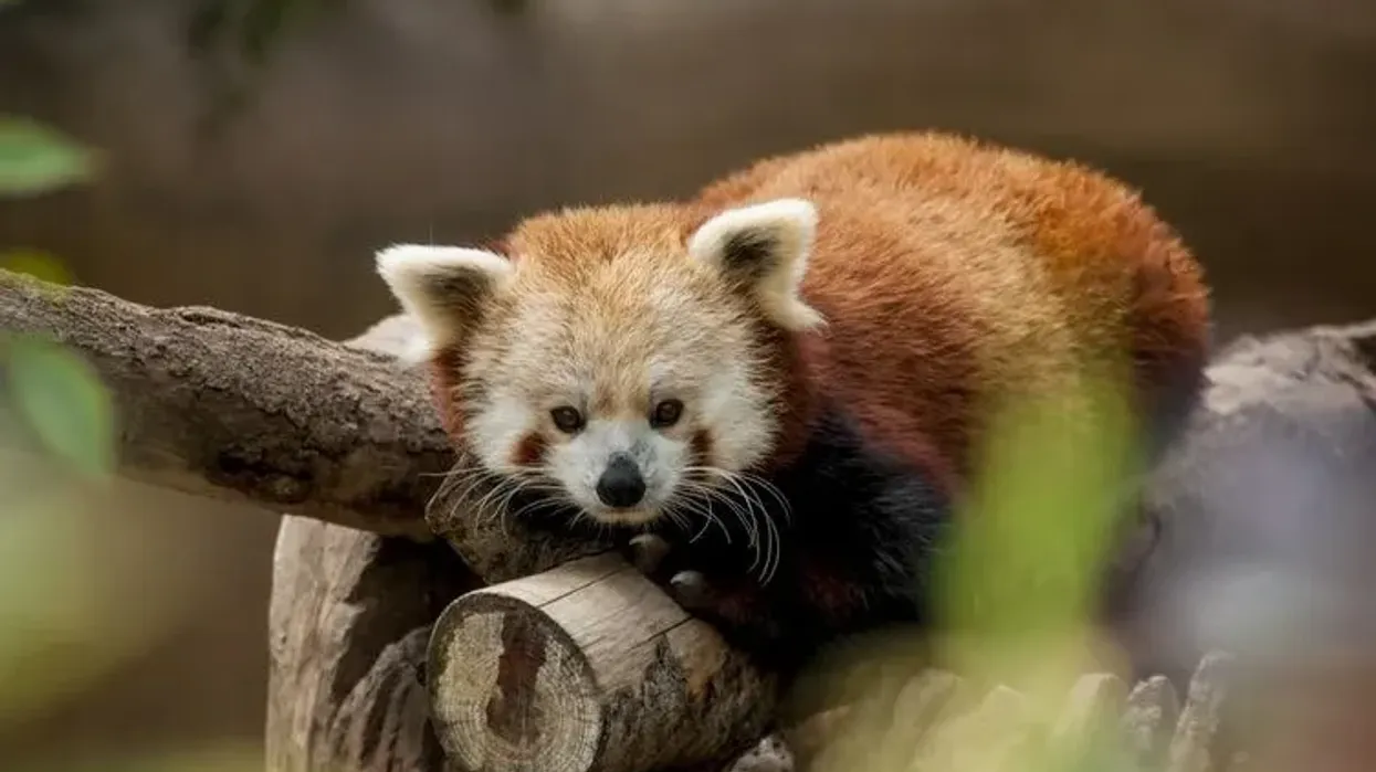 Red pandas facts about a cute and unique panda.