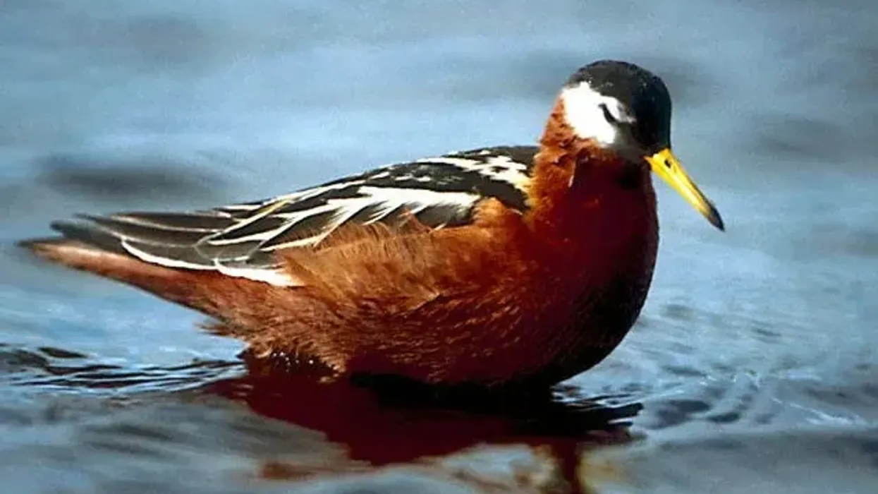 Red phalarope facts about a small Arctic wader bird.