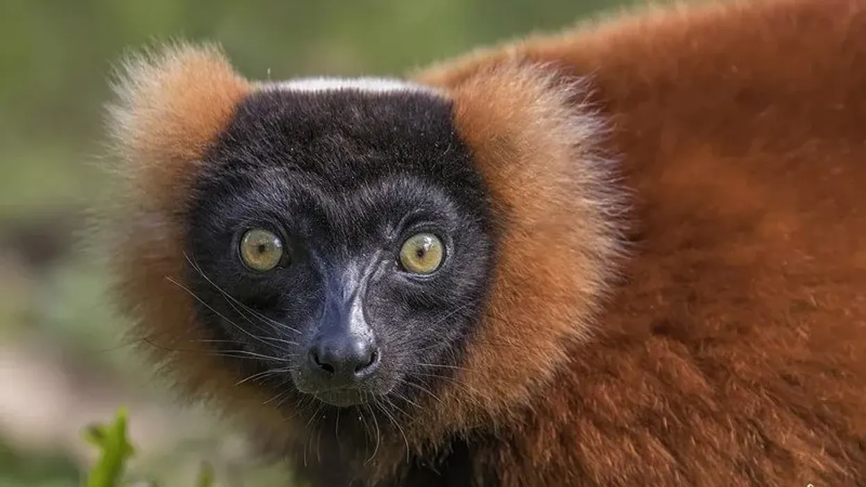 Red-ruffed lemur facts about the wild primate species found along the Antainambalana River.