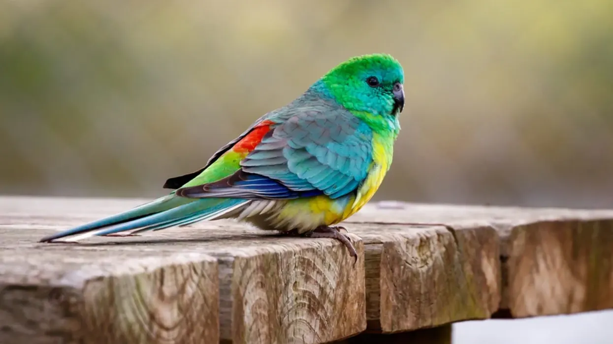 Red-rumped parrot facts about endemic to Australia.