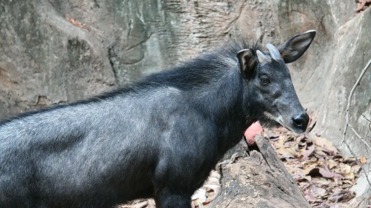 Red serow facts are super informative to read about.