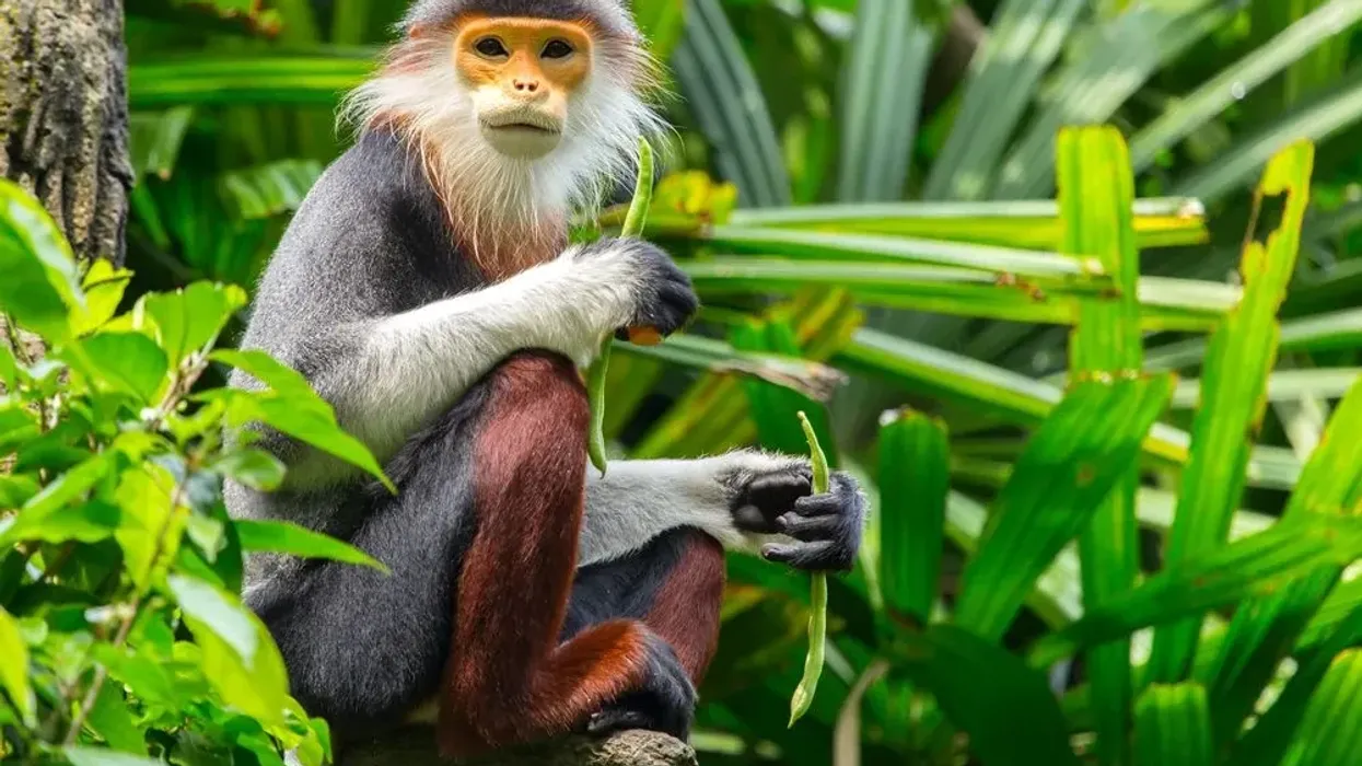 Red-shanked douc facts talk about how these monkeys are found in Vietnam.