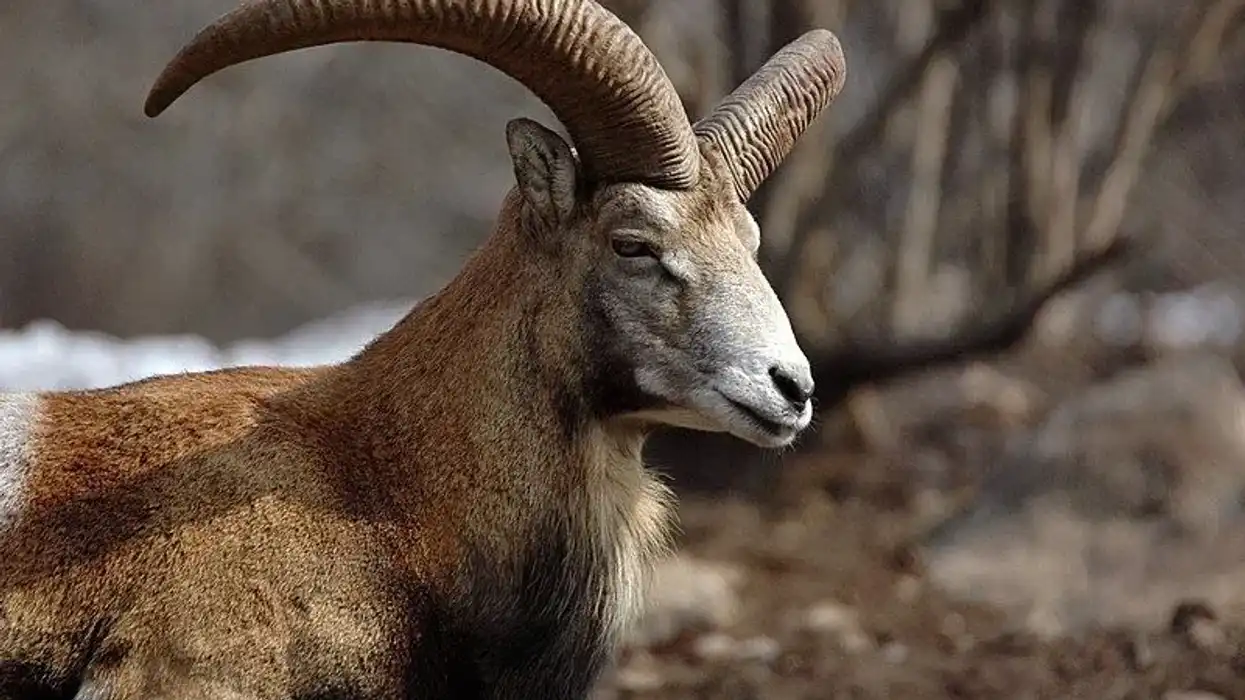 Red sheep facts are about a domestic sheep species.