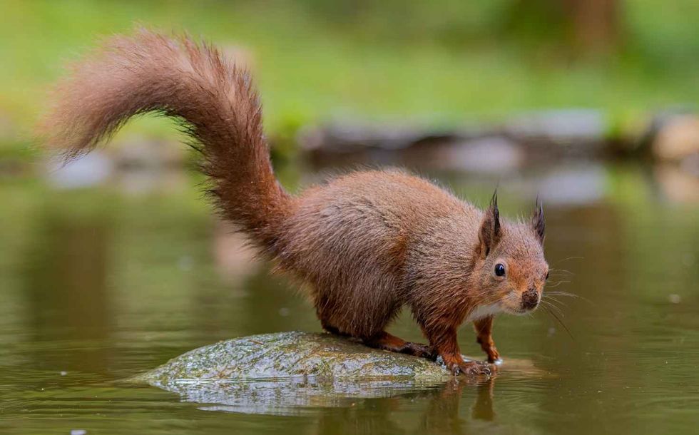Red Squirrel about to jump in water to Swim to the other side 