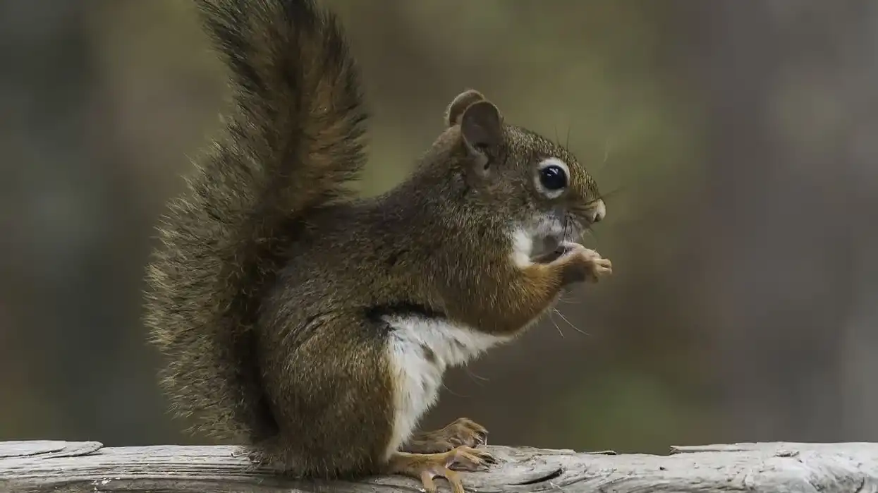 Red squirrel facts are captivating to learn about animals.