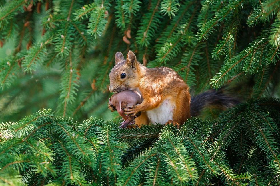 Red squirrel mother wrapping its baby