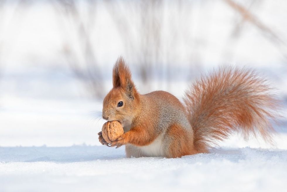  Red squirrel on white snow