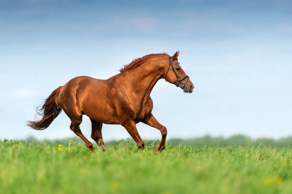 Red stallion running in spring meadow.