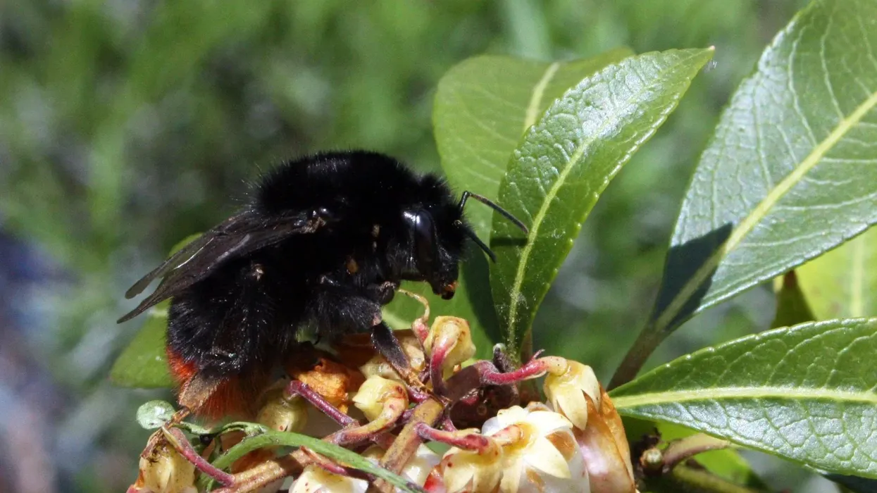 Red-tailed bumblebee facts are fascinating.