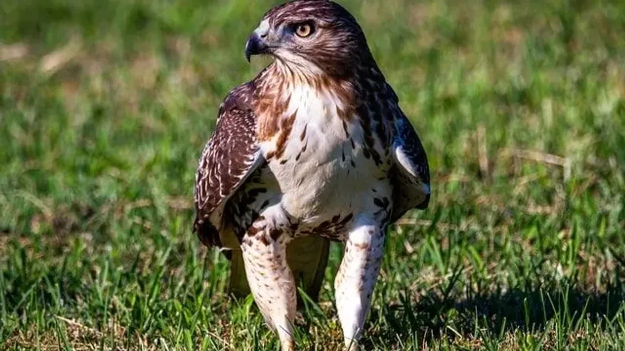 Red-tailed hawk facts tell us about their nesting habits.