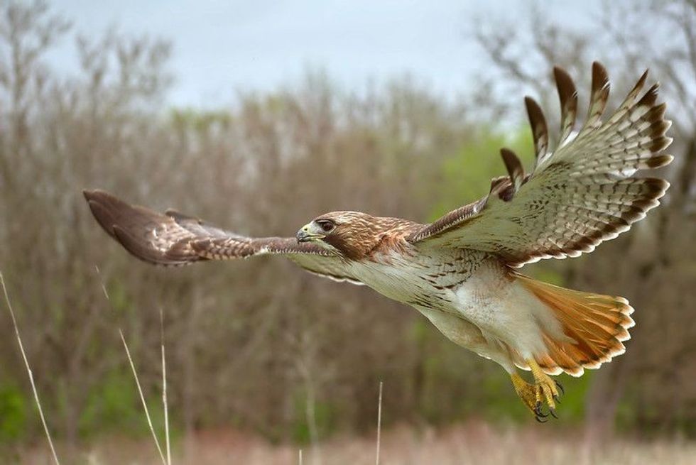 Red-tailed hawks feed on a variety of rodents and small mammals for their diet.