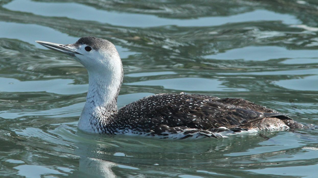 Red throated loon facts about the loon species found in its habitat along coastal waters