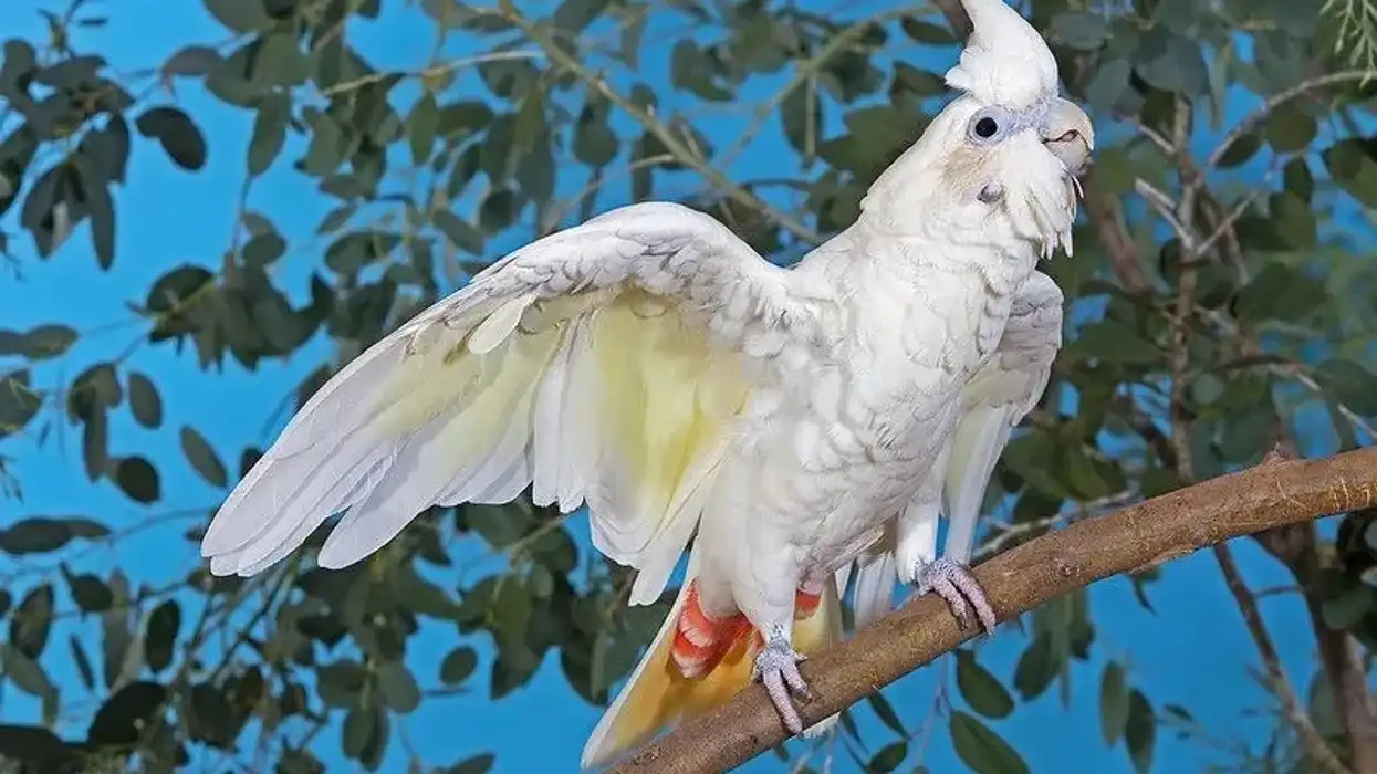 Red-vented cockatoo facts are amusing for kids to read.
