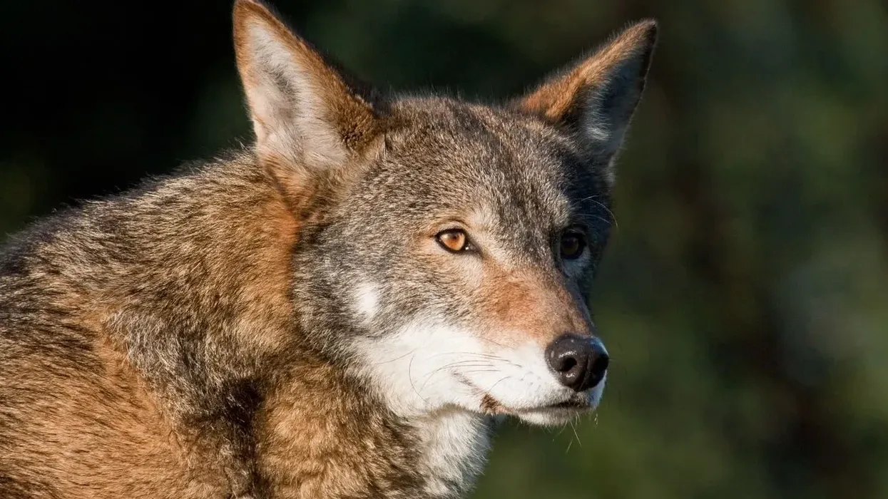 Red wolf facts are full of details about the red wolf recovery program, their habitats, diet and behaviors.